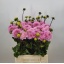 product/img.floraplaza.nl/105249-45-LIVE_fotos-0x0EA43F8BFE35AB0A47DC9A62464FACC90C634E80.jpg