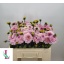 product/img.floraplaza.nl/105249-50-LIVE_fotos-0x00C5FD03F14D84F0395B9175746DCD65CC5D5E3E.jpg