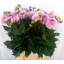 product/img.floraplaza.nl/105249-50-LIVE_fotos-0x11B5D30AD8B89A7ABA67F648810097E397AA28E6.jpg