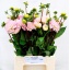 product/img.floraplaza.nl/105249-50-LIVE_fotos-0x1D9D1BBFCC13F2F7543BAA90342134D22833E4B2.jpg
