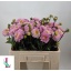 product/img.floraplaza.nl/105249-50-LIVE_fotos-0x312B22A4CD5CB49C73150452D7B0493DD3083B9E.jpg