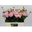product/img.floraplaza.nl/105249-50-LIVE_fotos-0x74A18701B5B6CD2E9A05958F3284352F4BF623B1.jpg