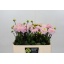 product/img.floraplaza.nl/105249-50-LIVE_fotos-0x857CE16D7AA3CE35F7A1F2AC6672D86BF70AF634.jpg