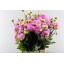 product/img.floraplaza.nl/105249-50-LIVE_fotos-0x8F278F41F3BA30A478F0D9F935E6EC4DD0E5988F.jpg
