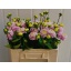 product/img.floraplaza.nl/105249-50-LIVE_fotos-0xA3ABBACC43D2764ED37673FF4ED5187150000D62.jpg