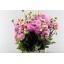 product/img.floraplaza.nl/105249-50-LIVE_fotos-0xAD94915F2ECC9A50C9F4A4BA3D16F487FC15B779.jpg