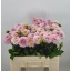 product/img.floraplaza.nl/105249-50-LIVE_fotos-0xCC08E891DD751D269C8600A32258EDD852AF3EED.jpg