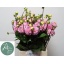 product/img.floraplaza.nl/105249-50-LIVE_fotos-0xDAA997E402717F622E73BFD5ABE28108749C500A.jpg