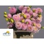 product/img.floraplaza.nl/105249-50-LIVE_fotos-0xFE89DA829EEDF2B98025A70A0CE51FE2A9228ECF.jpg