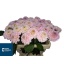 product/img.floraplaza.nl/105249-60-LIVE_fotos-0x5331C6B81EF3AF740BCC94F9385C8FD3AB389C7B.jpg