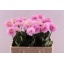 product/img.floraplaza.nl/105249-60-LIVE_fotos-0x8B2D6379B5A3F528B4E3D2A3756EC0C622DC2F7F.jpg