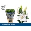 product/img.floraplaza.nl/105253-100-LIVE_fotos-0x2EE72BED4BACA2B83724F291D34DC24C2E1C5B66.jpg