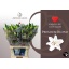 product/img.floraplaza.nl/105253-100-LIVE_fotos-0x6D15155FDBDCF8A0193307C3C942698A8A8C1C78.jpg