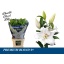 product/img.floraplaza.nl/105253-90-LIVE_fotos-0xD7FE7C8131CDE9363D23ABD3D6BDCA5282285BBE.jpg