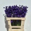 product/img.floraplaza.nl/105289-60-LIVE_fotos-0x2DFFE3D99787EE8EB6EF38CA11687130C51331FC.jpg