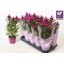 product/img.floraplaza.nl/105323-12-LIVE_fotos-0xCAC2FFBA37A5822BC771B67514DB8697DA3ED480.jpg