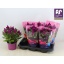 product/img.floraplaza.nl/105323-17-LIVE_fotos-0x2069918B29AD68CE8EFCADDEC50D42AB9E6B2DAA.jpg