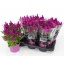 product/img.floraplaza.nl/105323-17-LIVE_fotos-0xD20CFE3830E61F7E5C2298D0297436601909CF03.jpg