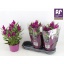 product/img.floraplaza.nl/105323-19-LIVE_fotos-0xBA9A1557D43E8FB7596E868B1048EDF4BE7365DB.jpg