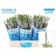 product/img.floraplaza.nl/105423-60-LIVE_fotos-0xEF588EE29E5A20AA5A55B1E727B39BC3AE10C005.jpg