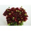 product/img.floraplaza.nl/105492-50-LIVE_fotos-0x1C86B63C4DD82CDE2C22C0B0B5BF0C633754C044.jpg