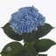 product/img.floraplaza.nl/105571-60-ART_Fotos-VBN-vbn105571.jpg