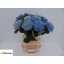 product/img.floraplaza.nl/105571-60-LIVE_fotos-0x19D7E8E558BF991DCE720CAEC550CBDD9092ABB0.jpg