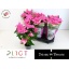 product/img.floraplaza.nl/105607-12-LIVE_fotos-0x1A4B5017384D98B57C52D100A07F82DAF8AFD40B.jpg