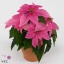 product/img.floraplaza.nl/105607-510-ART_fotos-VBN100000-vbn105607.jpg