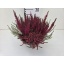 product/img.floraplaza.nl/105675-23-LIVE_fotos-0x26B395AB83267FBACF9AE76A69DE998DE363AB6A.jpg