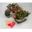 product/img.floraplaza.nl/105884-510-LIVE_fotos-0x7E07AAB0616C8A9CD5F30156DB4C1ABEABDFBFE0.jpg