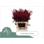 product/img.floraplaza.nl/105933-70-LIVE_fotos-0x00A0A435A34CE3514F580F7B12AE59BD2C03C2D0.jpg