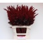 product/img.floraplaza.nl/105933-70-LIVE_fotos-0xED6FD3CF58C65B6E88F5962FD222A9CE47DFDCC3.jpg