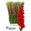 product/img.floraplaza.nl/105960-125-LIVE_fotos-0x5C349D9FE27DB041142B501483F3FF8429BA9811.jpg