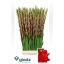 product/img.floraplaza.nl/105960-125-LIVE_fotos-0x5CDEBA17CAA26E622EAE55DD6997FC0D7E7E57D3.jpg