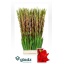 product/img.floraplaza.nl/105960-130-LIVE_fotos-0x4C75A7DA44192CCF9BFF8810DD9562B94A8D871B.jpg