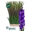 product/img.floraplaza.nl/105960-130-LIVE_fotos-0xC30670712D1BC1482BE464C1DB42721B45B3D664.jpg