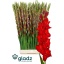 product/img.floraplaza.nl/105960-130-LIVE_fotos-0xE881B1A17BC4A4E8E4D196F833B394FE081B67D0.jpg