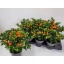 product/img.floraplaza.nl/105963-17-LIVE_fotos-0x4B3A423D1CAFC1F332F9CFF62342451CBDAD3F57.jpg
