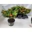 product/img.floraplaza.nl/105963-17-LIVE_fotos-0xDEC4C93C11B98636E5EBEB8890B37668F179F5A7.jpg