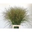 product/img.floraplaza.nl/106148-LIVE_fotos-0xC5C9922404E4D33A554561E9E6FEF05808758C55.jpg