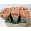 product/img.floraplaza.nl/106424-55-LIVE_fotos-0x9AED7949EB9A038C86731C76F16CFF5C9D9BBD00.jpg
