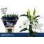 product/img.floraplaza.nl/106429-100-LIVE_fotos-0x4EE3B2E1E58F8A1CE14517133B7C01EC1C7FC267.jpg