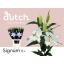product/img.floraplaza.nl/106429-100-LIVE_fotos-0xE649CDEC7C18002088D08516EF34CE140C338E08.jpg
