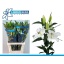 product/img.floraplaza.nl/106429-90-LIVE_fotos-0x0D2ADD764B59C7257A5B67DAE19F532E8973D85F.jpg