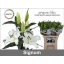product/img.floraplaza.nl/106429-90-LIVE_fotos-0xC7B8C1916946D708B023DAA4C34A6D963448D810.jpg