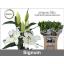 product/img.floraplaza.nl/106429-95-LIVE_fotos-0xBCEE87FE21BCF105957418099FA97C2BA3DA5A14.jpg
