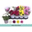 product/img.floraplaza.nl/106462-12-LIVE_fotos-0x242B0AC4F16331B786ABCC23D97CC241AFB65AC4.jpg