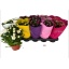 product/img.floraplaza.nl/106462-12-LIVE_fotos-0x3ADAF29395D171FADB4445EA30D6D6DBE934649C.jpg