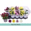 product/img.floraplaza.nl/106462-12-LIVE_fotos-0x821AC66337EBC722A64E3DAF69566E5E649C7D48.jpg